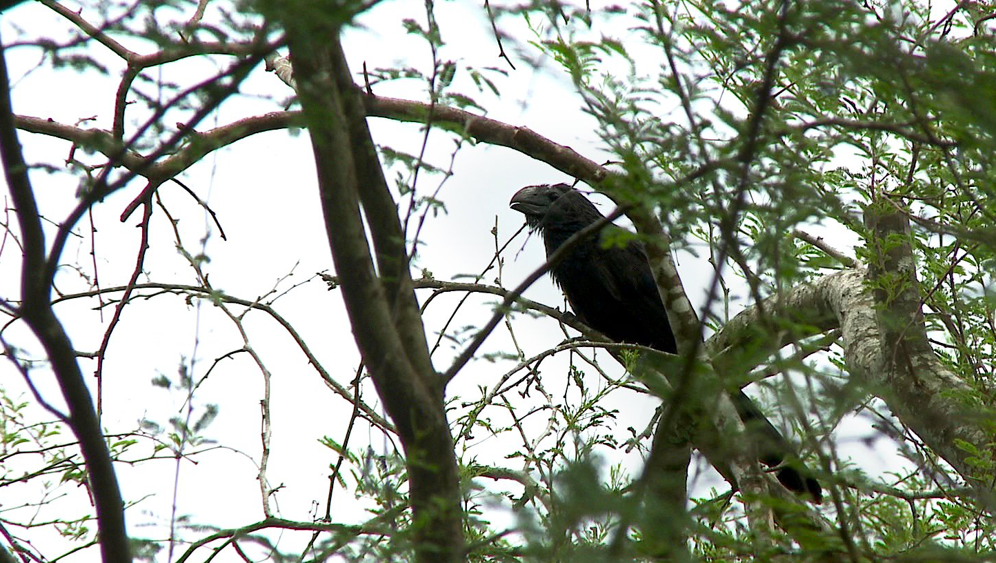 Groove-billed Ani at Estero Llano Grande