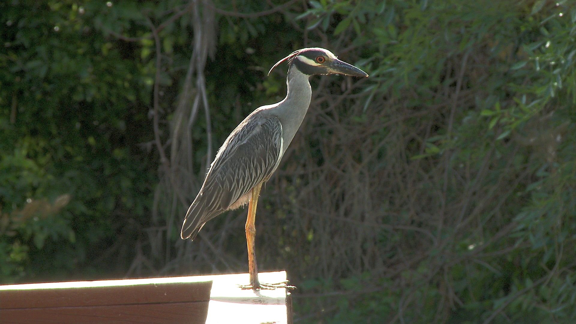 Green Heron at Frontera Audubon Refuge