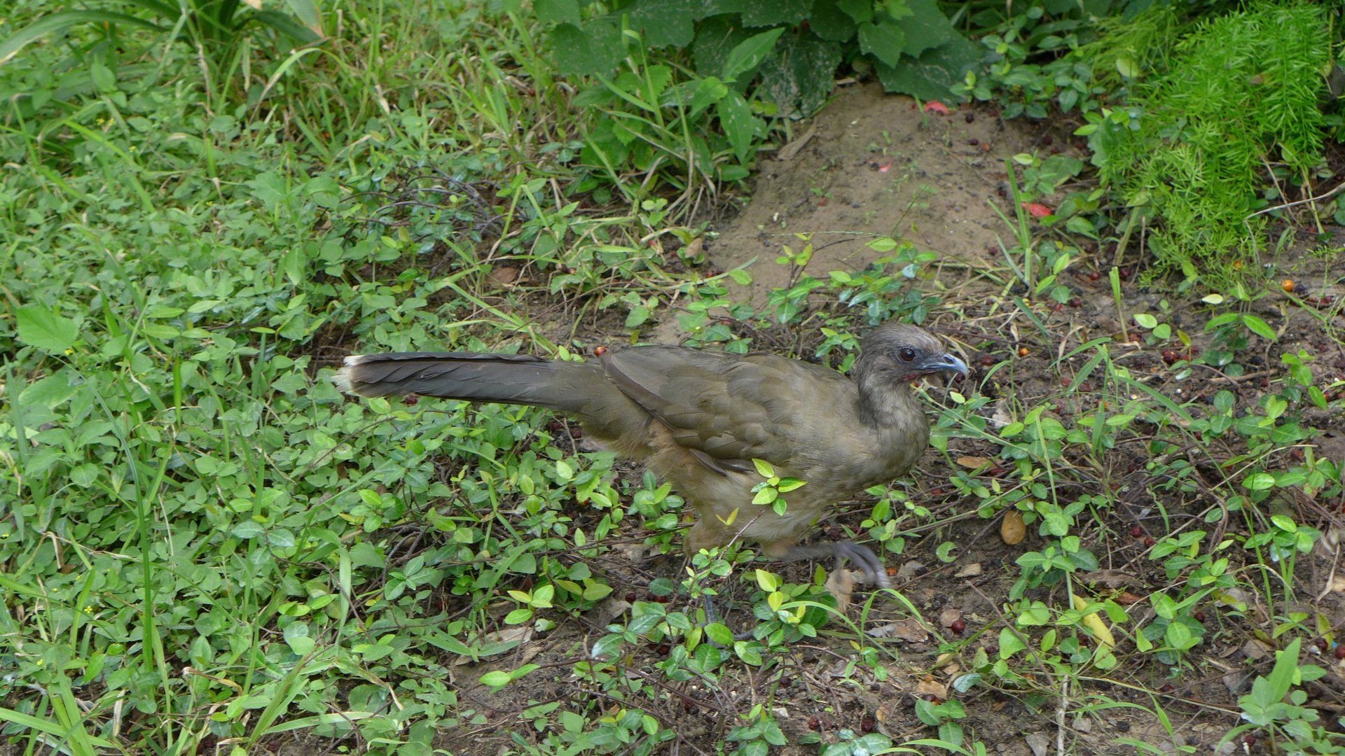 Chachalaca