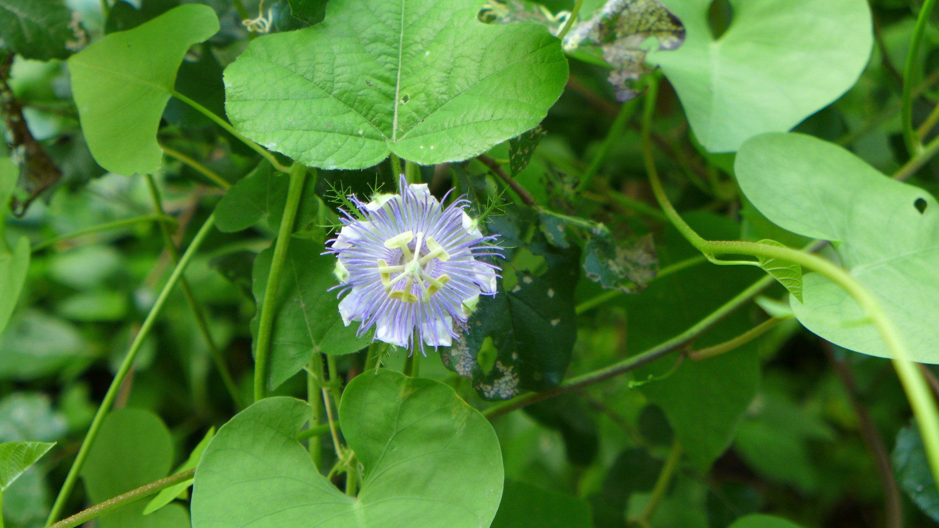 Passion Flower