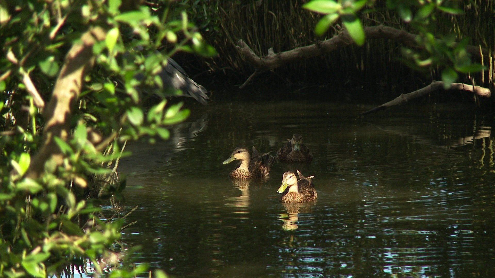 Whistling Duck