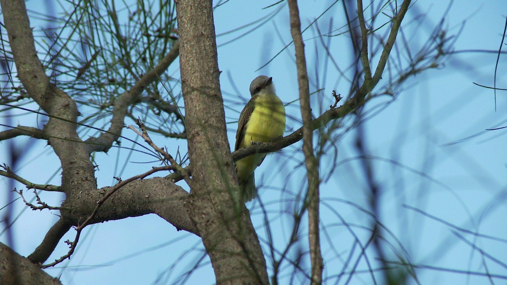 Great Kiskadee