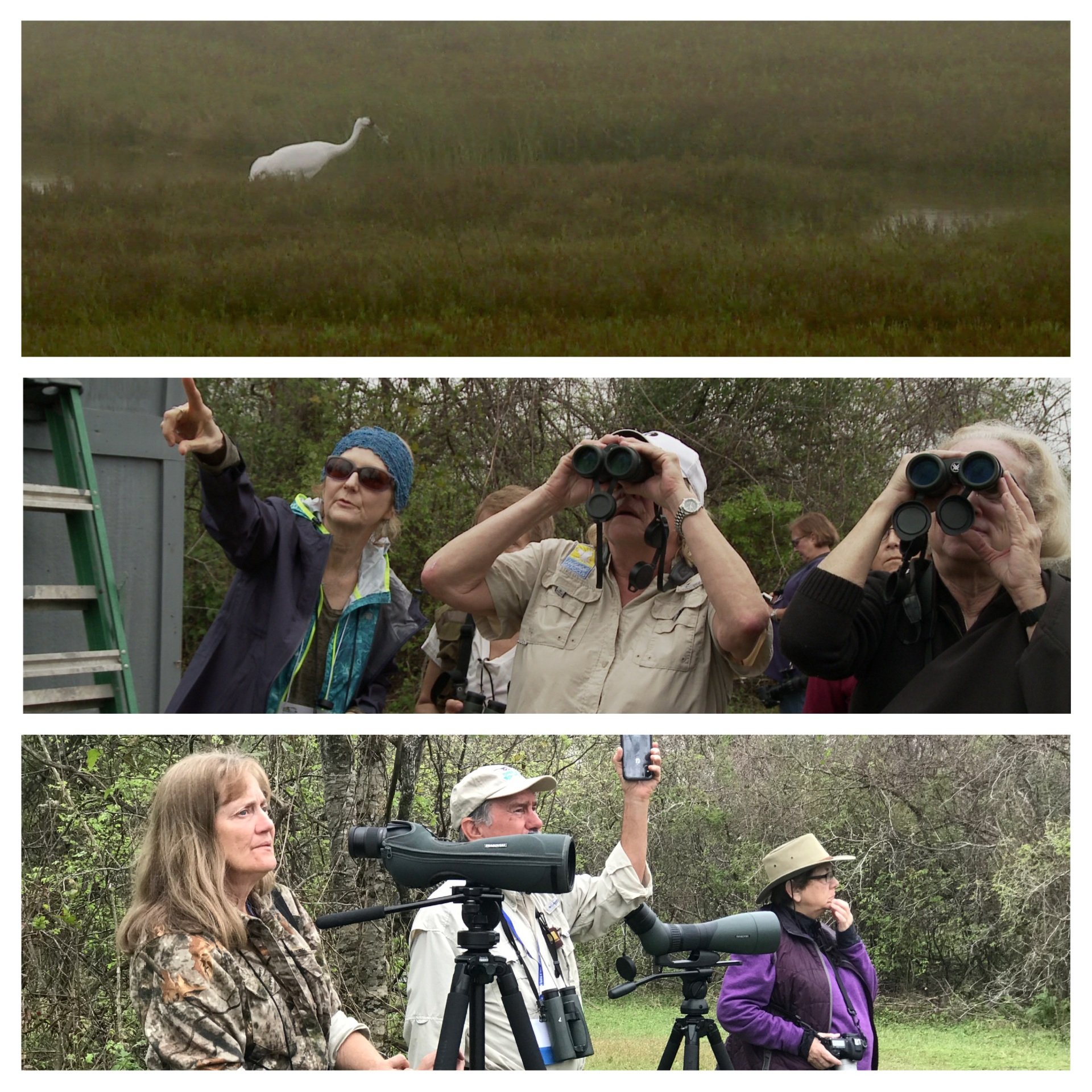 Whooping Crane Festival