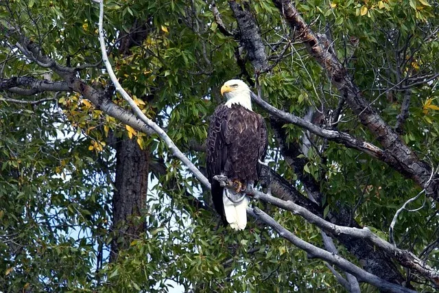 bald eagle in tree