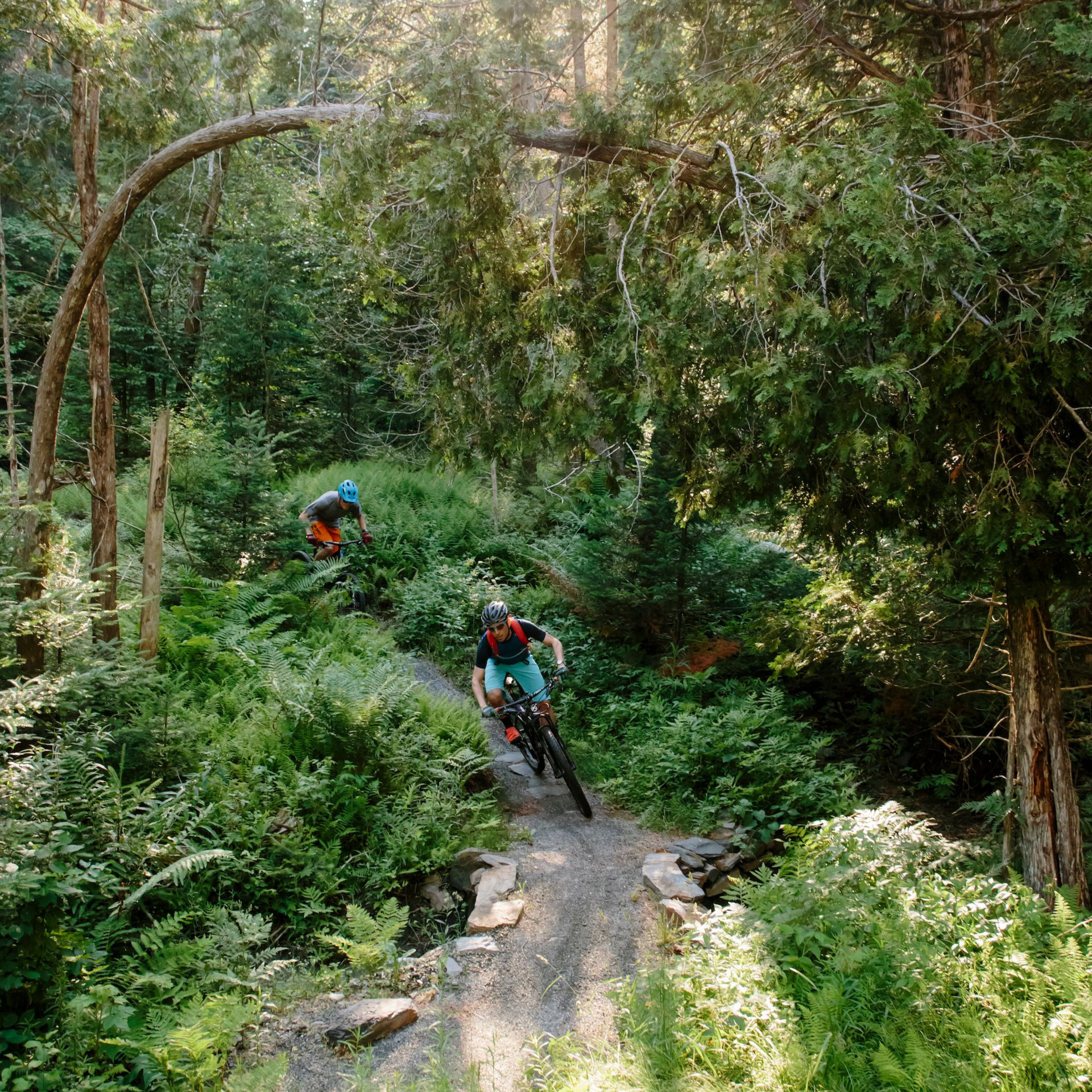 two people on mountain bikes coming around a curved hill on a trail through the woods surrounded by green undergrowth