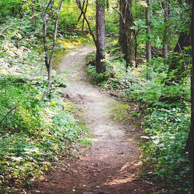 Cleared hiking trail through the woods with green undergrowth