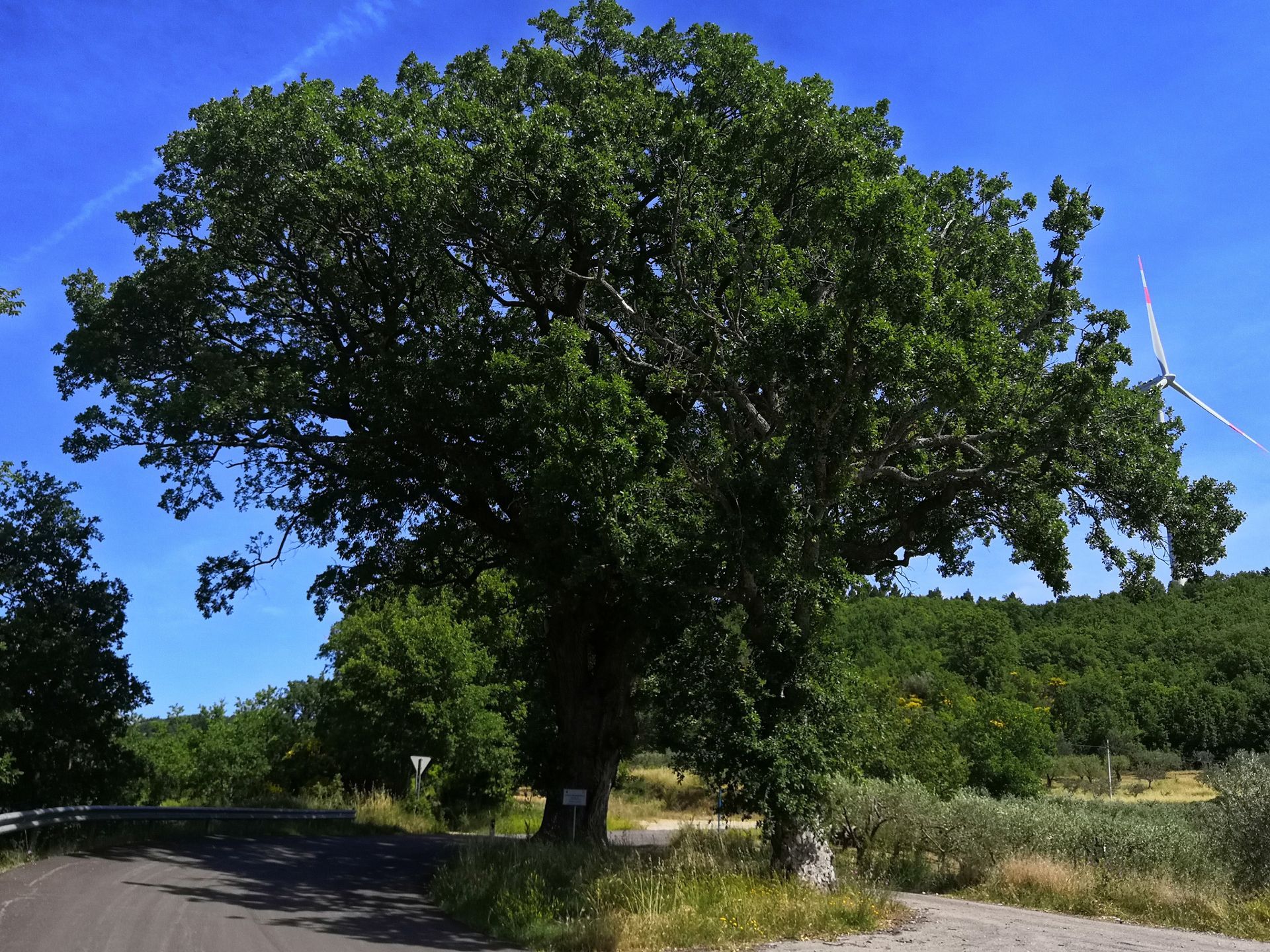 quercia del lozzi