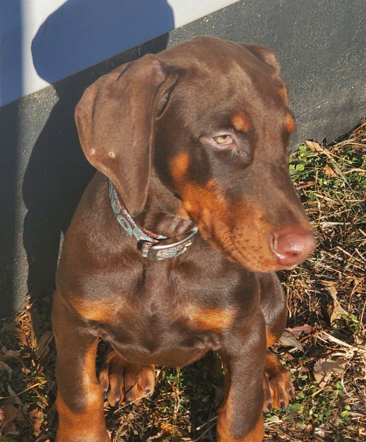 Brown and tan dog sitting outdoors in sunlight, wearing a collar, looking to the side