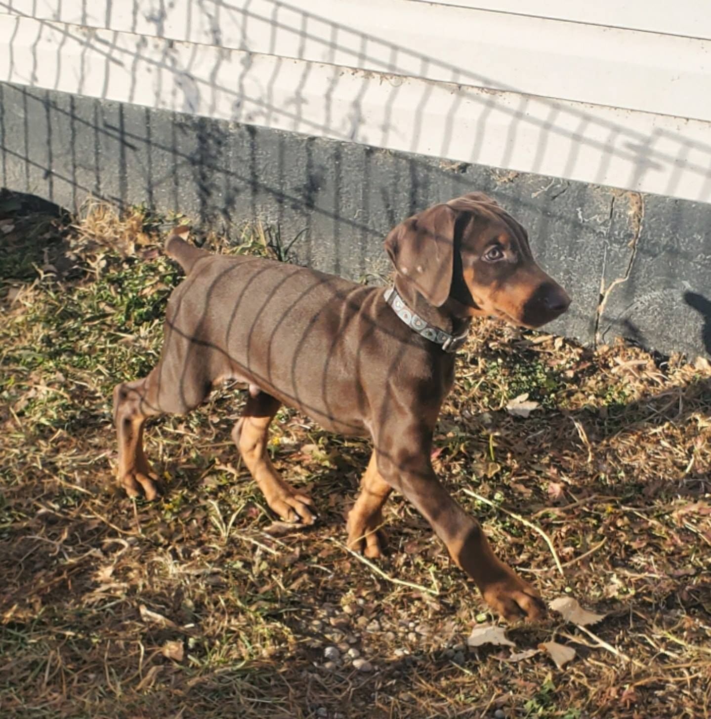 Brown dog standing in a grassy yard beside a house, wearing a collar and leash shadow lines