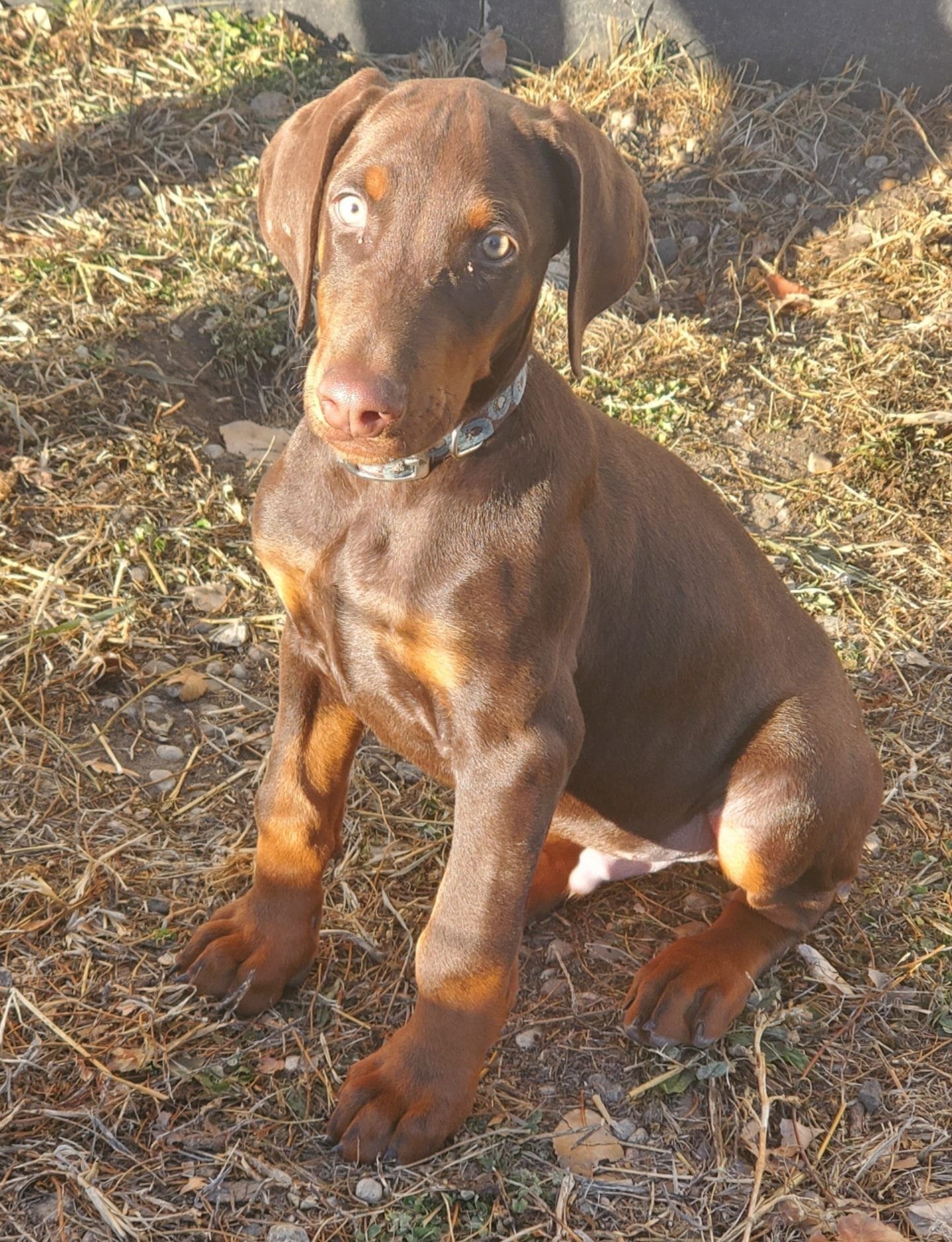 Brown puppy sitting on dry grass, looking at the camera in warm sunlight