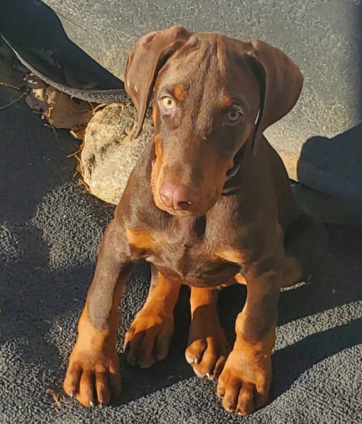 Chocolate brown puppy with floppy ears sitting on pavement in bright sunlight