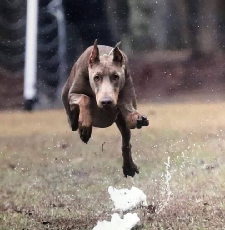 Brown dog running through grass, leaping over a splash of water in the rain