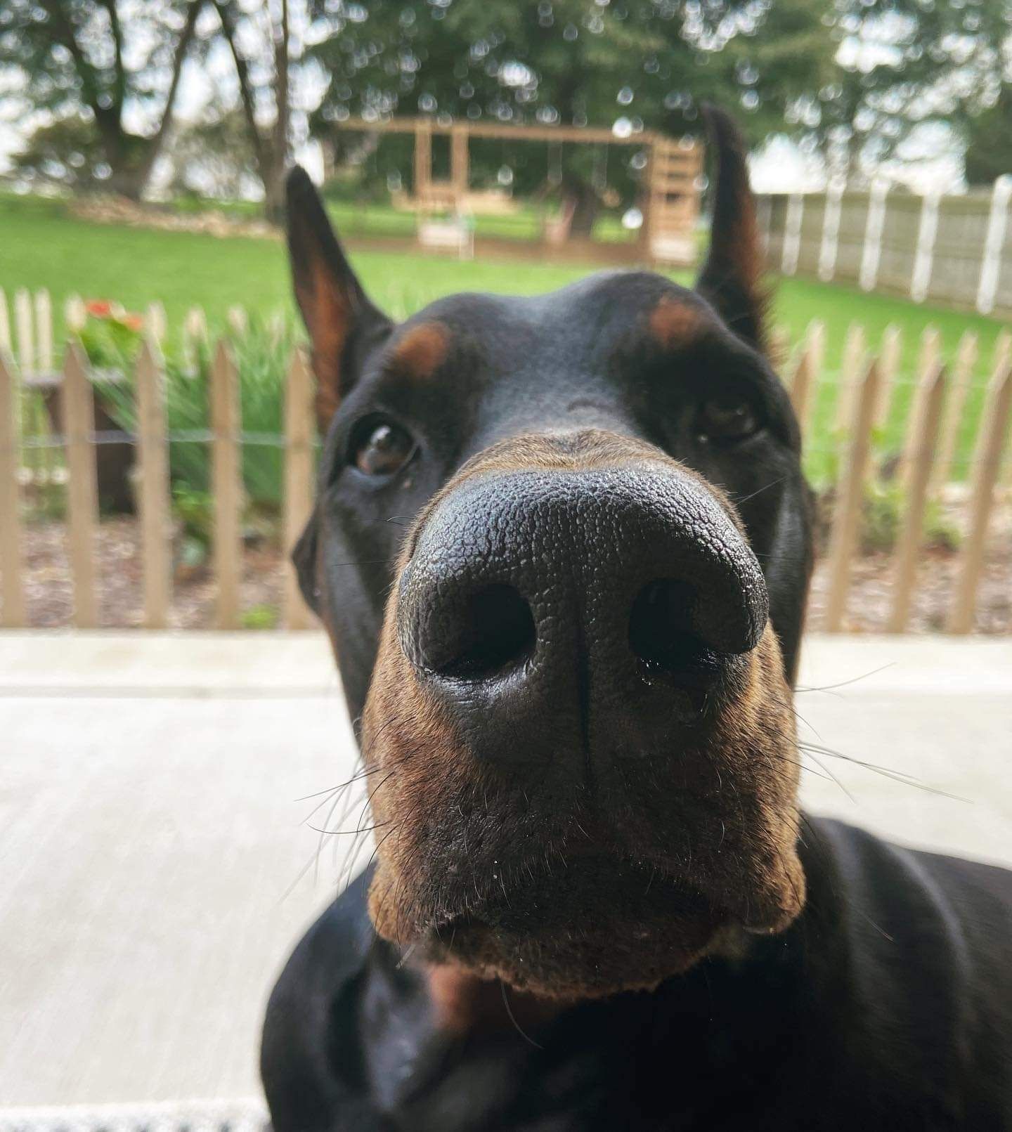 Close-up of a black-and-tan Doberman on a porch, looking into the camera with a fenced yard behind.