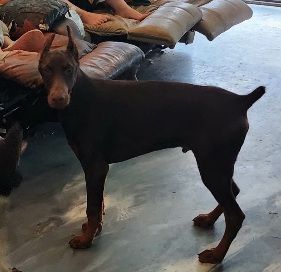 Brown-and-tan Doberman standing indoors beside a couch on a concrete floor.