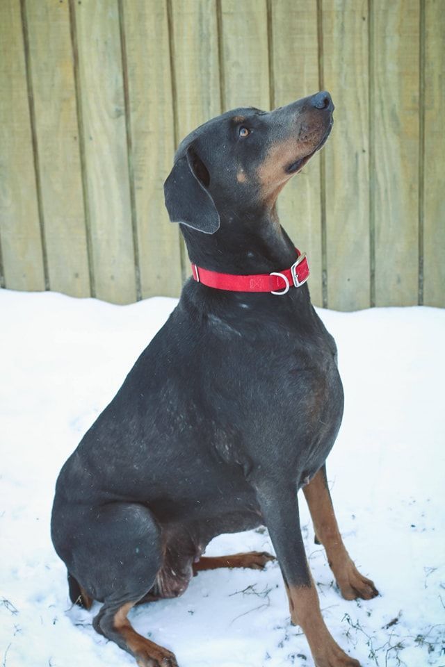 Black and tan dog with a red collar sitting in snow, looking up beside a wooden fence