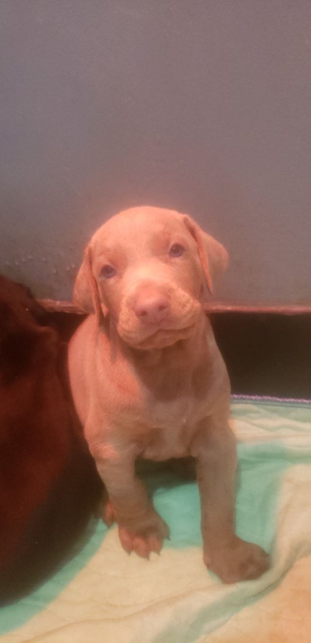 Small tan puppy sitting on a bed with a turquoise blanket, looking at the camera.