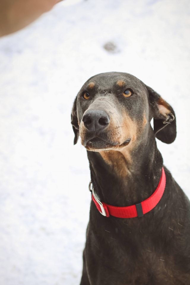 Black dog with a red collar sitting in snow, looking upward.