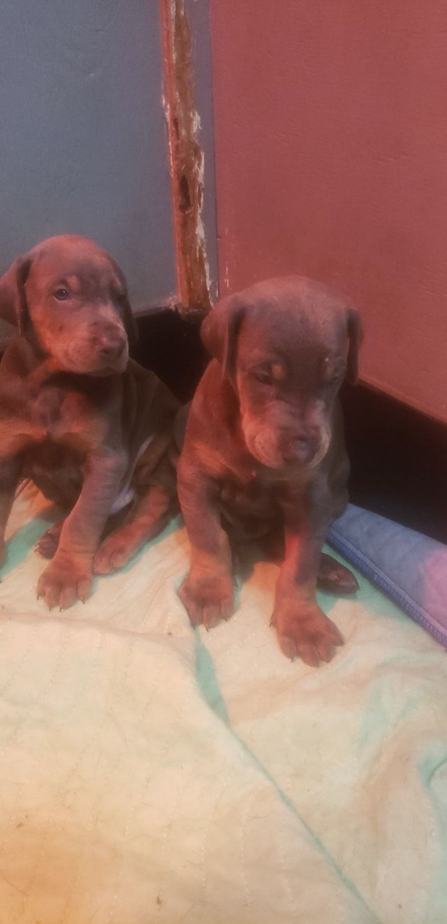Two small brown puppies sitting on a tiled floor beside a wall.