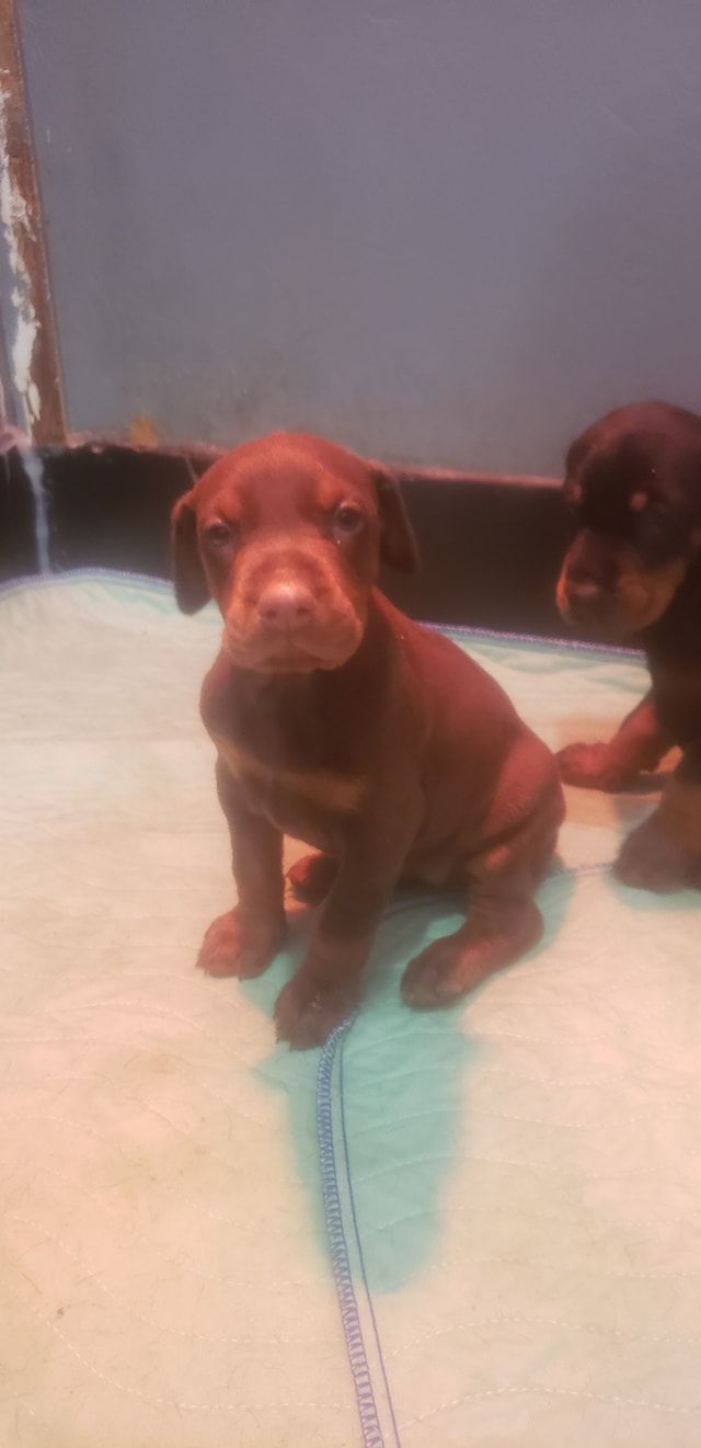 Two brown puppies sitting on a white rug, facing the camera.