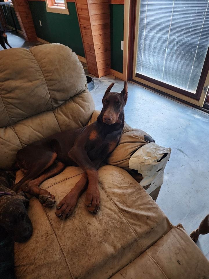 Doberman lounging on a tan recliner near a window in a sunroom