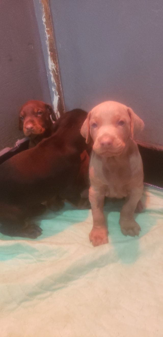 Two puppies sitting on a blanket, one dark brown and one light tan, against a blue wall.