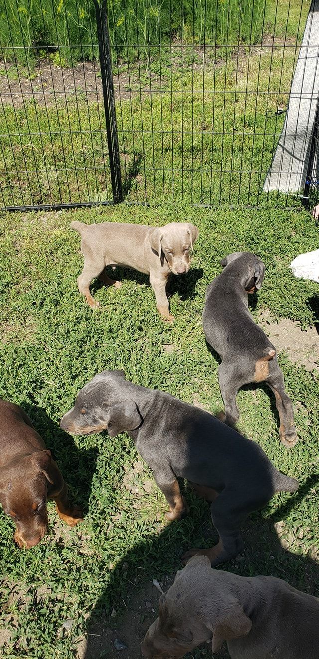 Several puppies playing on grass in a fenced yard, including tan, gray, and brown pups