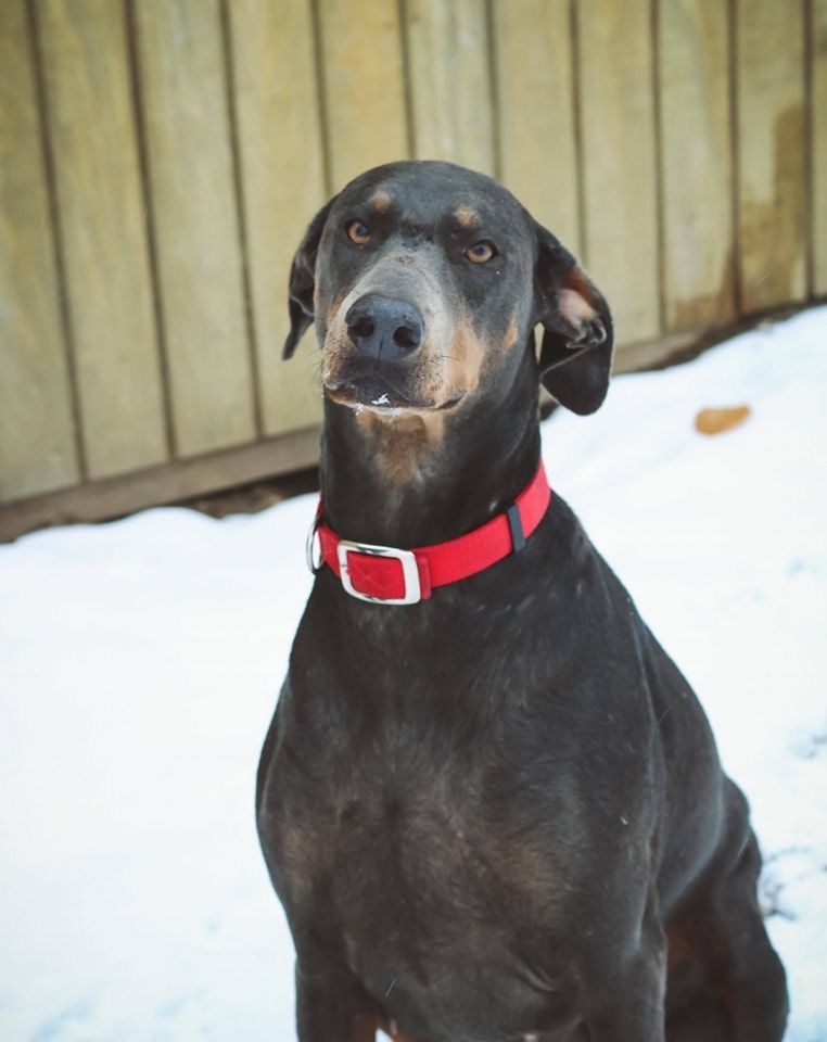 Black dog with a red collar standing in snow in front of a wooden fence