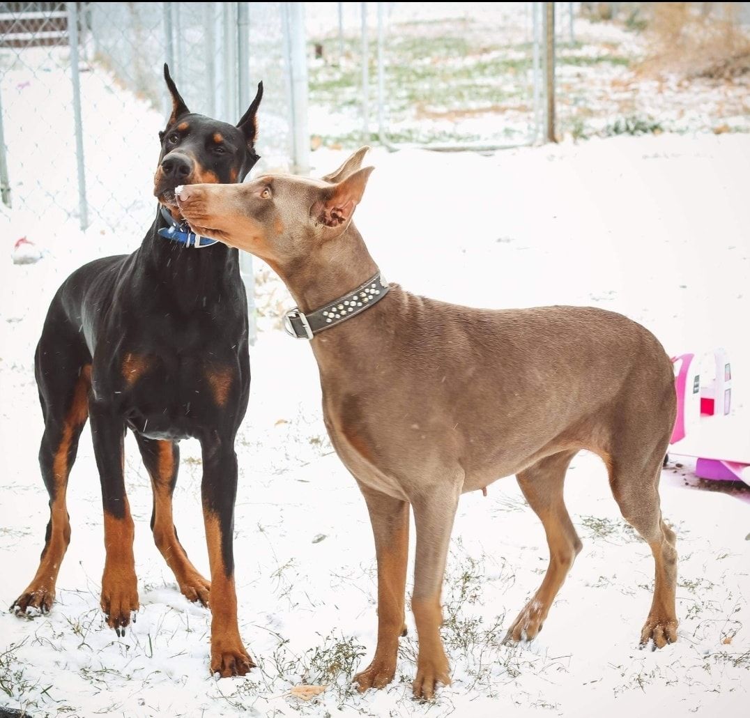 Two dogs standing indoors on a snowy floor, a black-and-tan dog and a tan dog wearing a collar.