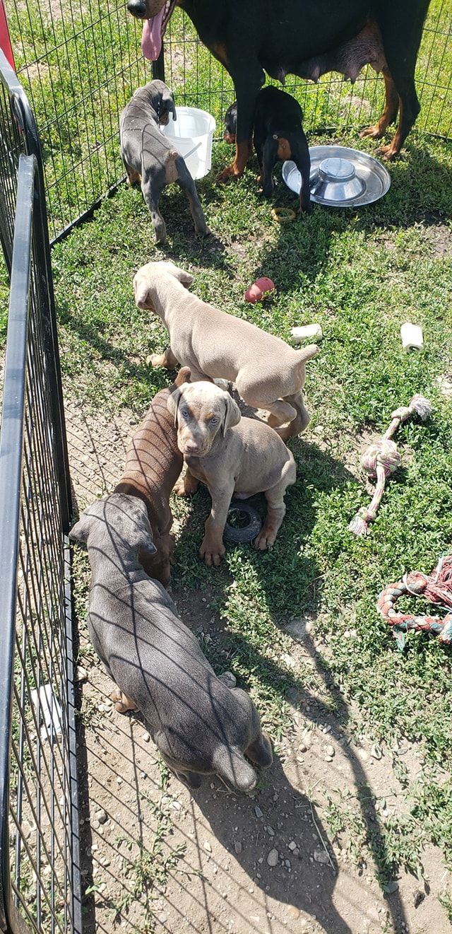 Five puppies and an adult dog on grass near bowls and a chain-link fence