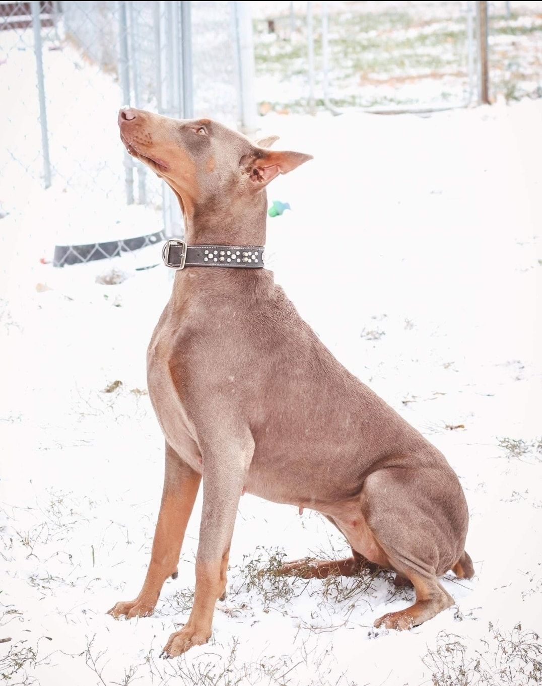 Brown dog sitting in snowy yard, looking up to the left with ears perked.