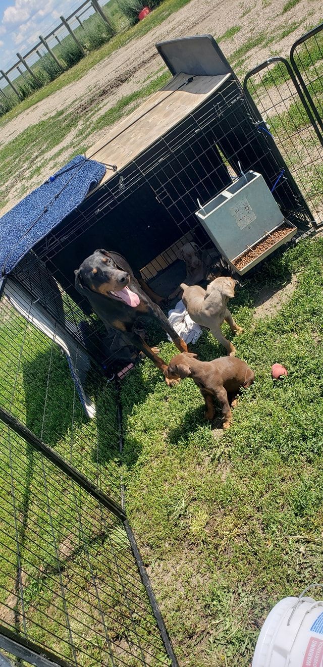 Two dogs in a kennel run, one standing in the shade and one on the grass outside.
