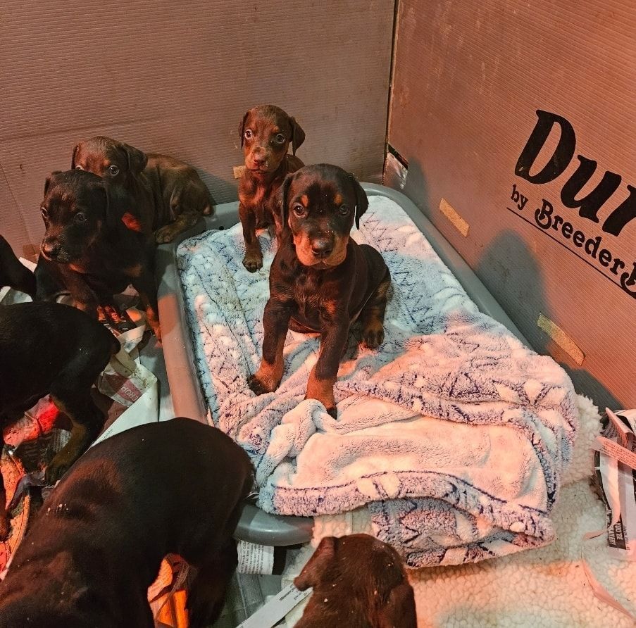 Several black and brown puppies resting on blankets inside a cardboard-walled pen