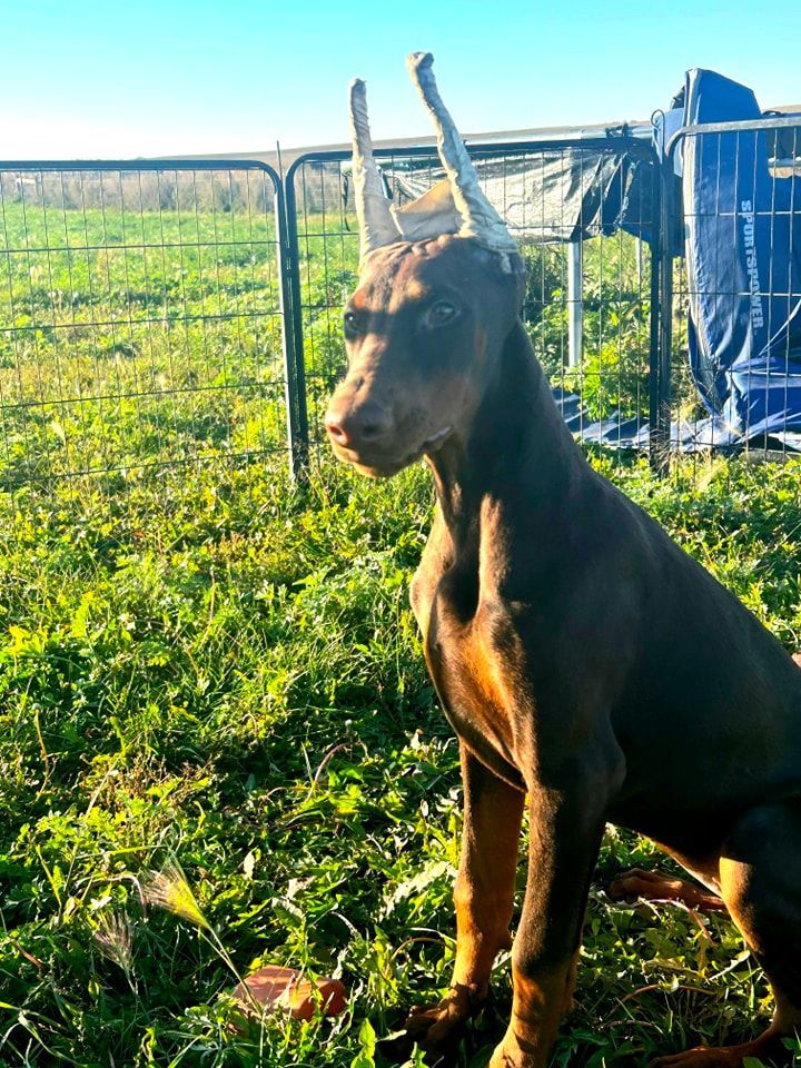 Brown goat standing in a sunny grassy field near a fence