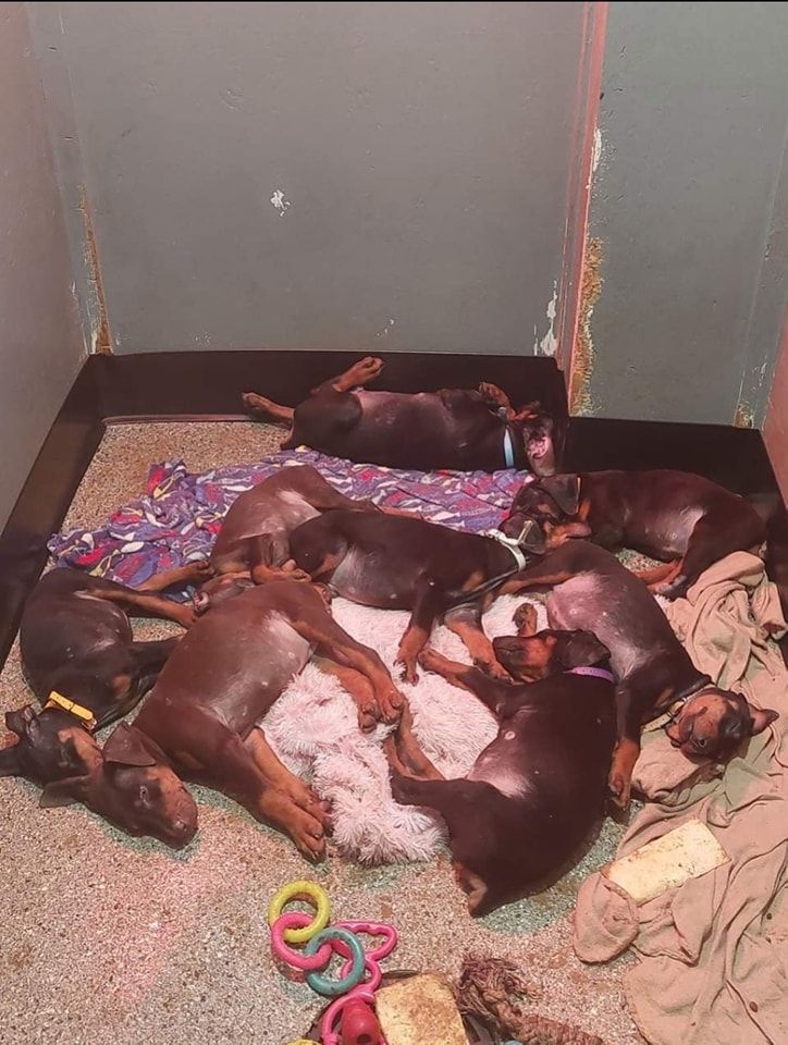Several sleeping puppies in a small indoor pen with blankets and toys on the floor.
