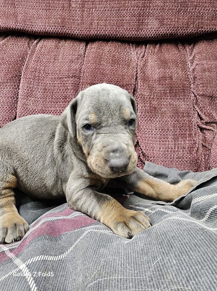 Gray puppy lying on a plaid blanket against a maroon couch, looking sleepy.