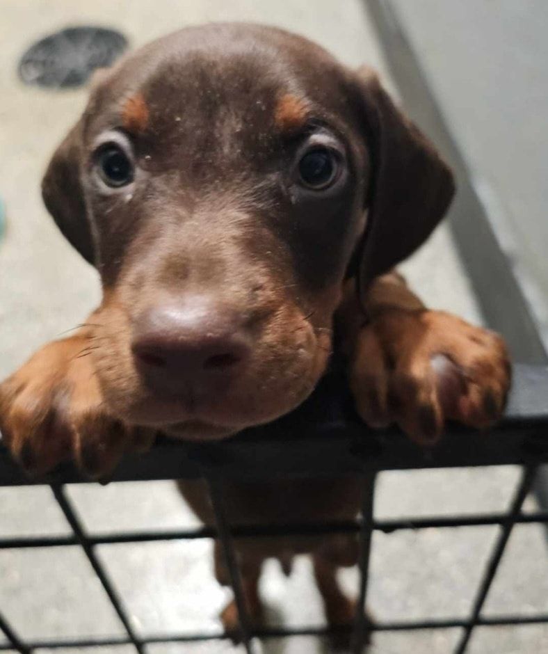 Brown dachshund puppy peeking over a black gate, looking up with wide eyes.