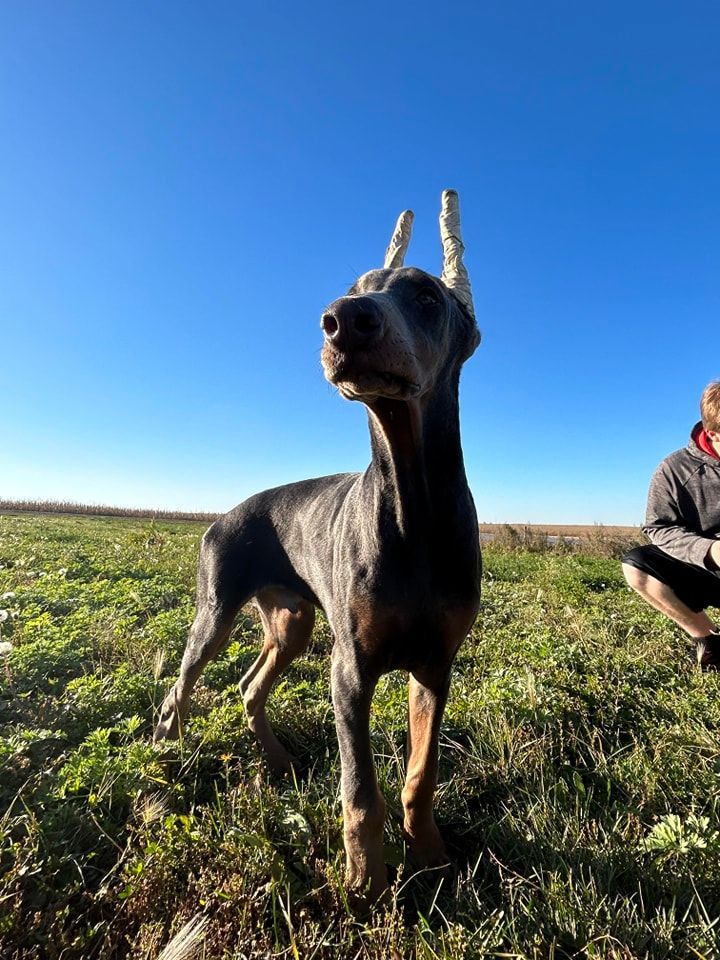 Black dog standing in grassy field under blue sky, with a seated person at right