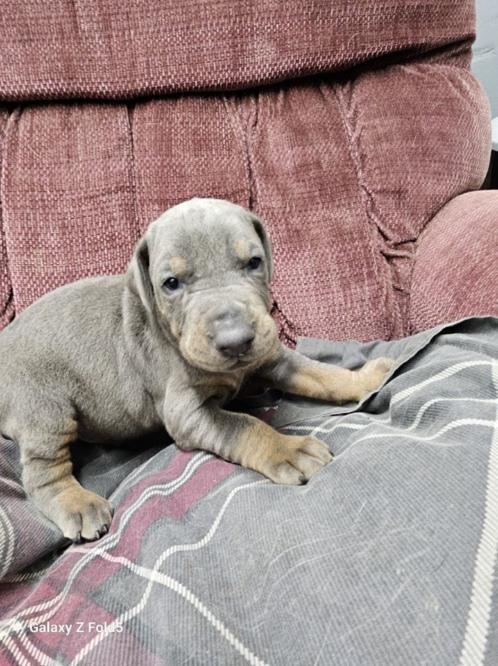 Small gray puppy lying on a patterned couch with a paw stretched out
