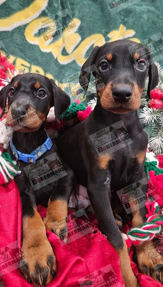 Two black-and-tan puppies sitting on a red blanket with a festive green background