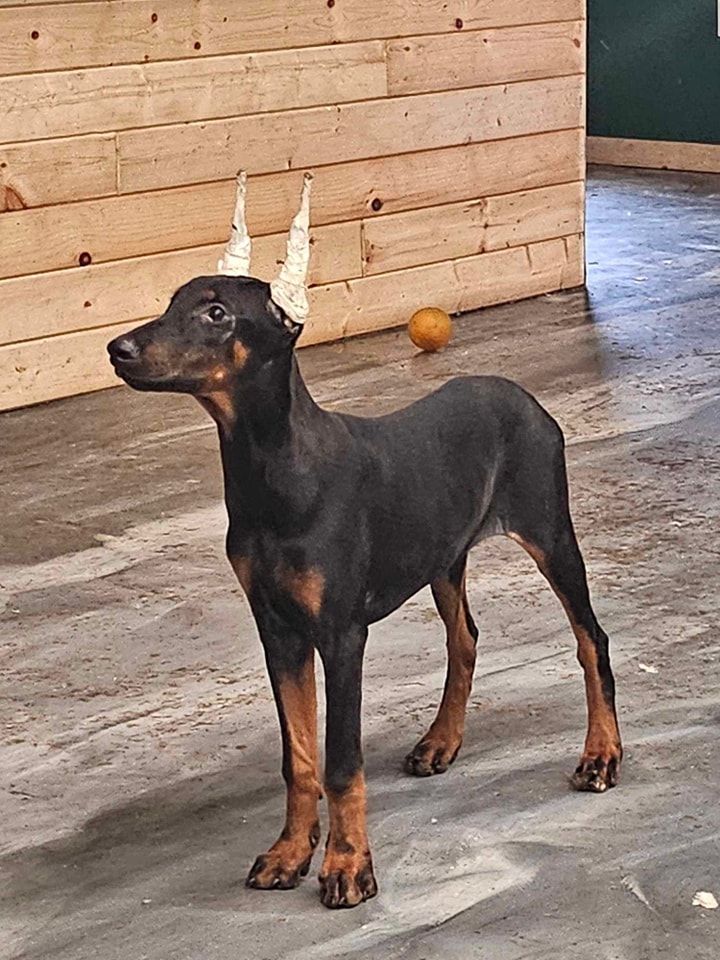 Black-and-tan dog with cropped ears standing indoors on a concrete floor, looking left