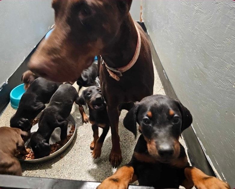 Brown and black dogs and puppies gathered in a narrow indoor kennel space