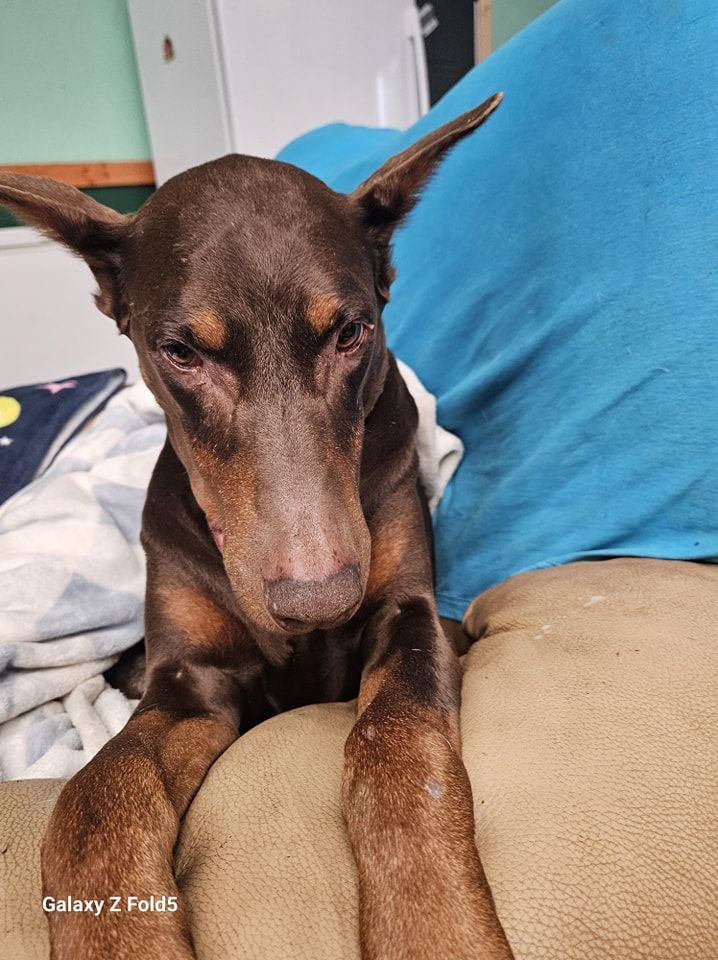 Brown dog resting on a couch with blue and beige cushions, eyes half closed