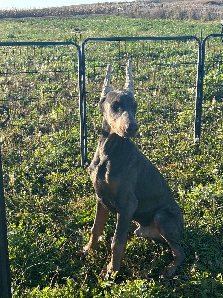 Dog standing on hind legs by a metal fence in a grassy field, reaching up toward the top rail