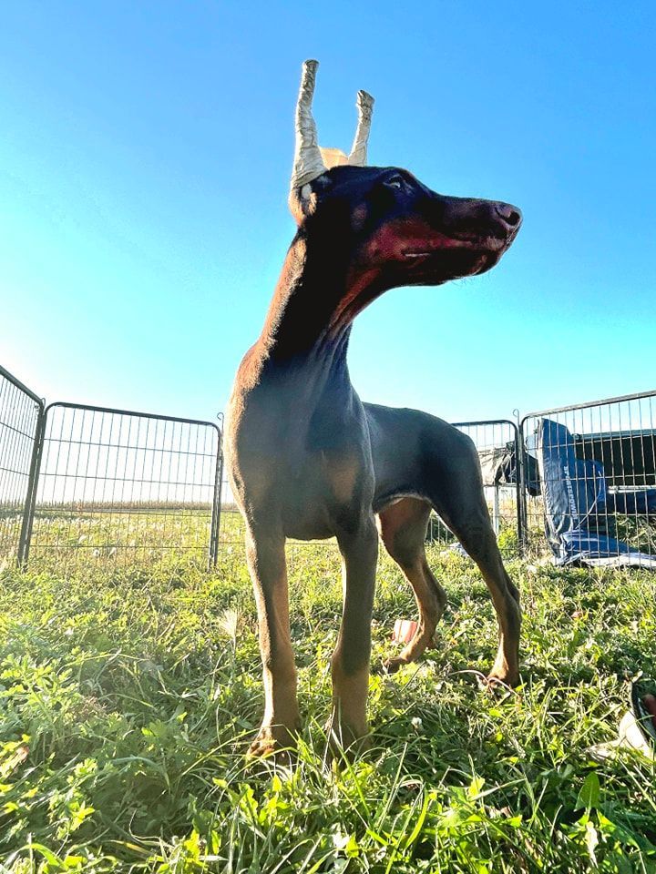 Black-and-tan Doberman puppy standing in a grassy yard by a fence, looking to the right.