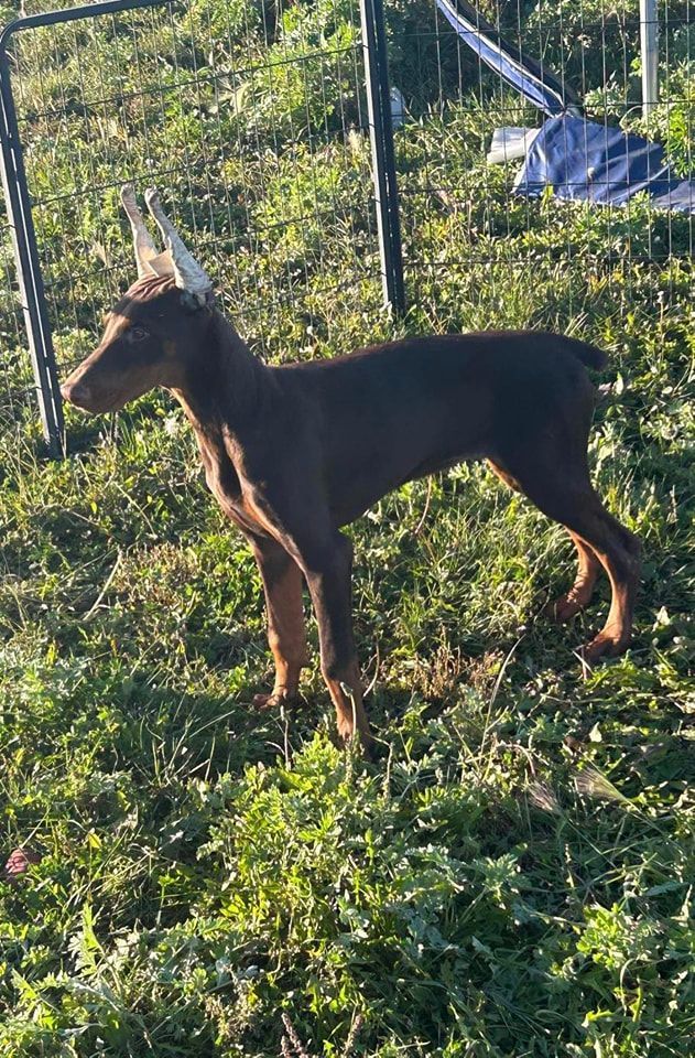 Brown dog standing in tall grass near a chain-link fence in sunlight