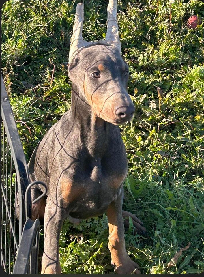 Doberman Pinscher standing in grass, with cropped ears and a black harness, looking alert.