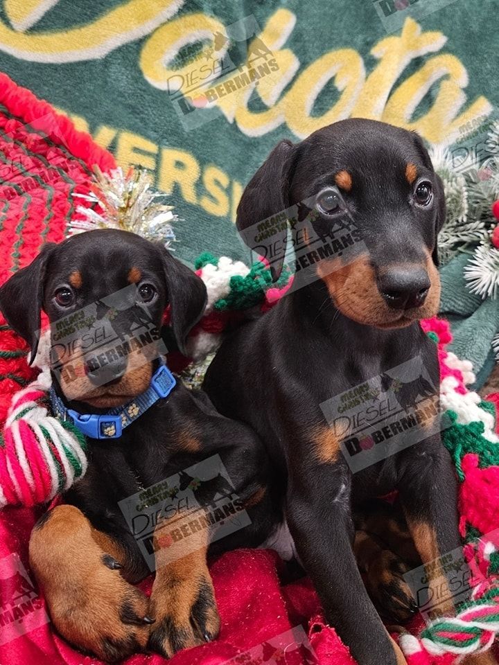 Two black-and-tan puppies sitting on a red blanket, one wearing a blue collar, in front of a green pillow.