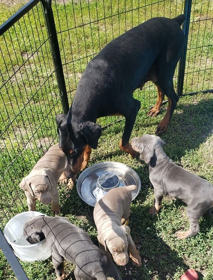 Black dog and four puppies eating from bowls in a fenced grassy yard.
