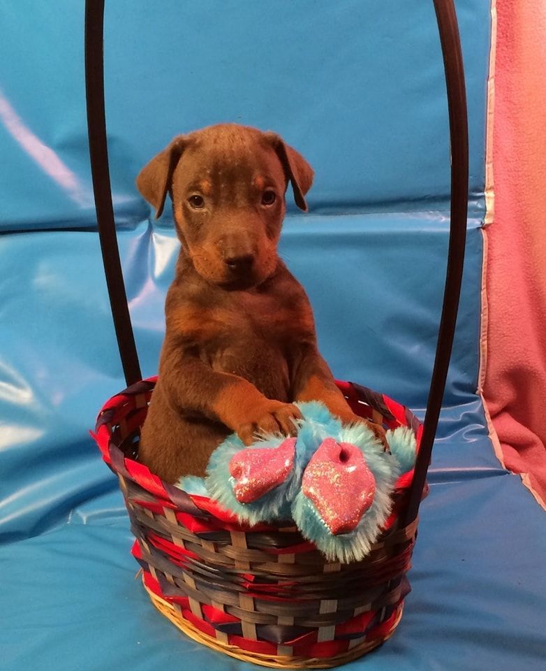 Brown puppy sitting in a red basket, holding a blue toy against a blue background