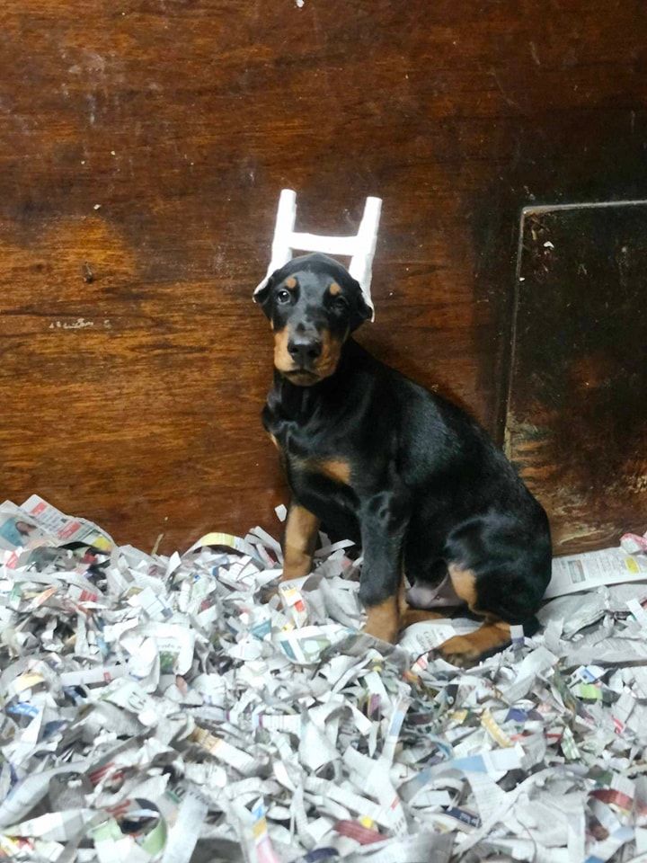 Black-and-tan puppy sitting in shredded paper against a wooden wall